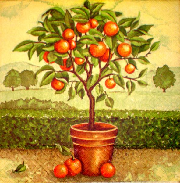 050 Lemons,  Oranges - 3-ply - Atelier